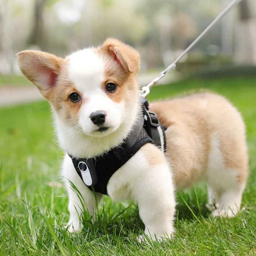 Camera Video pentru Animale SHAW – Inregistrare HD 1080P, Video Stabilizat, Sunet, Anti-Shake, Montare pe Zgarda sau Ham