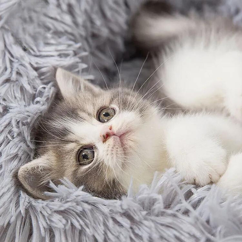 Pat pufos si moale pentru Caini sau Pisici, SHAW®, 50 x 50 cm, Gri deschis