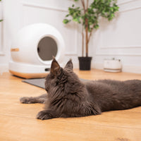 Litiera automata smart SHAW® Ultra pentru pisici, auto-curatare, sterilizare UV, odorizant, aplicatie mobila, bej