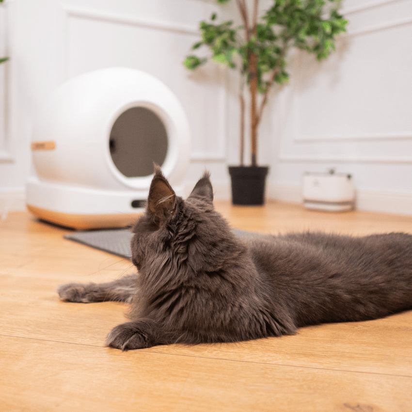 Litiera automata smart SHAW® Ultra pentru pisici, auto-curatare, sterilizare UV, odorizant, aplicatie mobila, bej