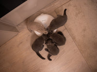 RESIGILAT - Hranitor smart SHAW® pentru caini si pisici cu 6 portii de hrana umeda sau uscata, Aplicatie mobila