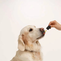 Ulei de CBD 10% pentru Câini și Pisici Fără Aromă Doctor Totolici, 10 ml
