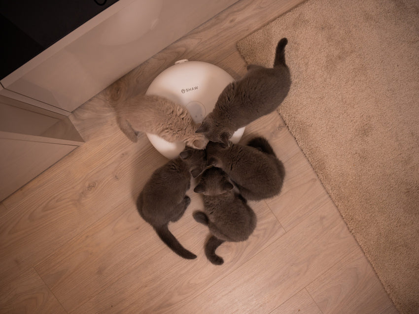 Hranitor smart SHAW® pentru caini si pisici cu 6 portii de hrana umeda sau uscata, Aplicatie mobila