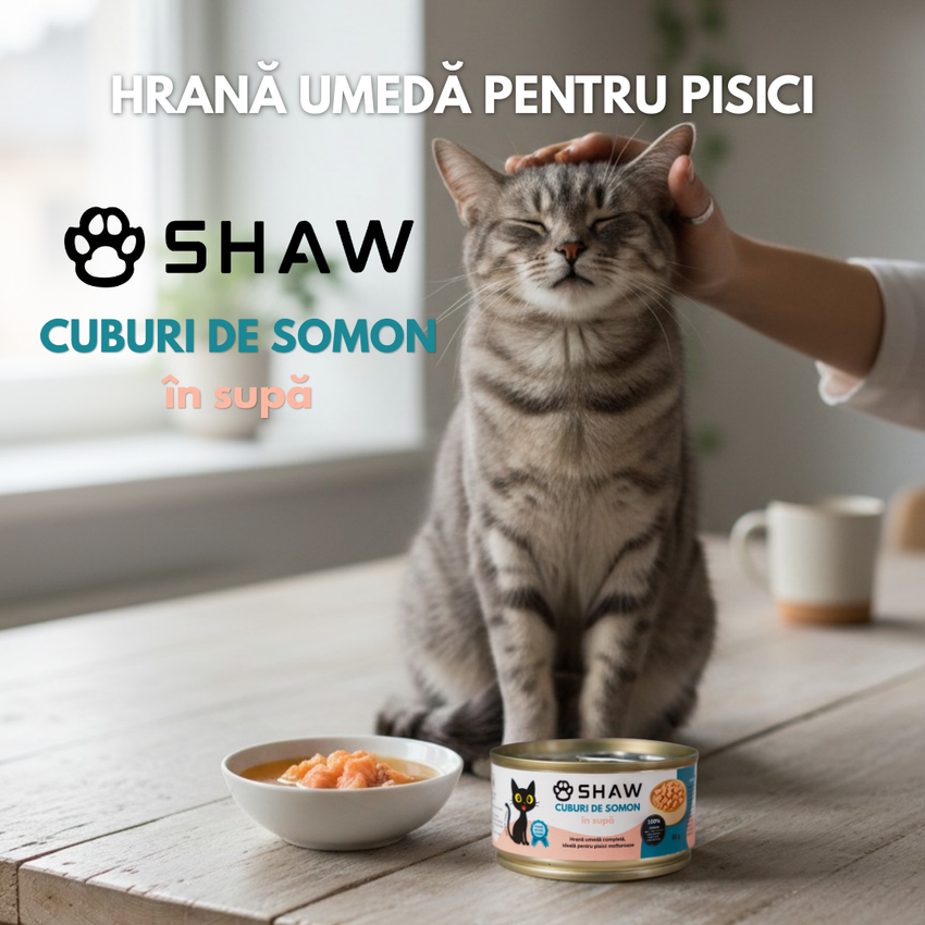 SET 12 buc Hrana umeda premium SHAW pentru pisici adulte si mofturoase cu cuburi de somon in supa, fara cereale, 80g