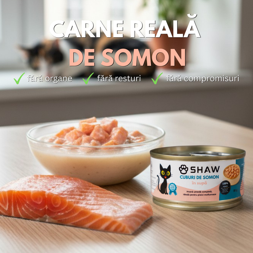 SET 12 buc Hrana umeda premium SHAW pentru pisici adulte si mofturoase cu cuburi de somon in supa, fara cereale, 80g