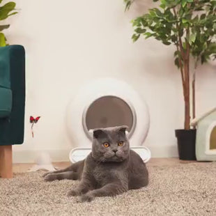 Fantana dispenser de apa SHAW® Capacitate 3L, pentru pisici si caini